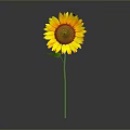 Bright Yellow Sunflower with Brown Center Green Stem and Reflection on Gray Background