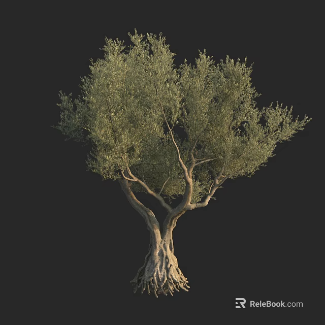 Mature Olive Tree With Thick Trunk Lush Green Foliage And Exposed Roots 3d model 