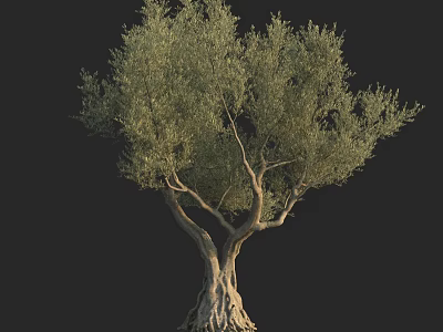 Mature Olive Tree With Thick Trunk Lush Green Foliage And Exposed Roots 3d model