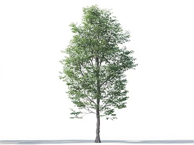 Tall Arbor With Green Leaves And Brown Trunk On White Background 3d model