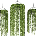 Lush Hanging Basket Plants with Trailing Green Leaves and Vibrant Foliage for Indoor Decor