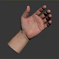 Realistic Anatomical Human Hand With Open Palm Fingers And Visible Hair Strands