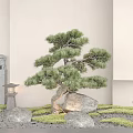 Bonsai Pine Tree And Moss Plant Combination With Stones Lanterns Stone Lion Statues In Garden