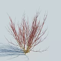Thin Red Branch Shrub With Yellow Stems Against White Background And Shadow 3d model