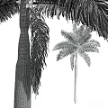 Tall Palm Trees With Lush Green Fronds And Straight Trunks In Natural Environment