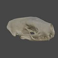 Highly Detailed Animal Skull Anatomical Model From Sure Lab Scientific Research