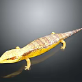Detailed Yellow And Brown Patterned Lizard With Long Body On Black Background