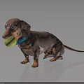 Dachshund With Blue Collar Holding Tennis Ball Standing On Black Reflective Surface Against Dark Background