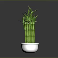 Lucky Bamboo Plant with Green Stems Fresh Leaves in White Decorative Pot against Gray Background