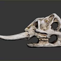 Ancient Animal Skull Fossil With Long Tusks And Weathered Mossy Surface