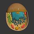 Detailed Organ And Hair Microscopic Structure With 3D Cellular Components And Features