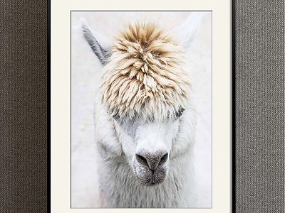 Nordic Animal Painting Grey Children's Room Animal Alpaca Decorative Painting model