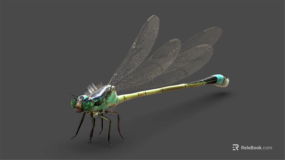 Detailed Green and Yellow Dragonfly with Transparent Wings Black Eyes on Gray Background 3d model 