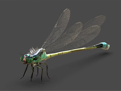 Detailed Green and Yellow Dragonfly with Transparent Wings Black Eyes on Gray Background 3d model