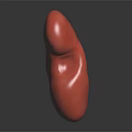 Glossy Red 3D Anatomical Kidney Model for Medical Education and