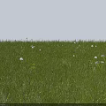 Lush Green Grass Field With White Flowers Blooming In Open Sunlight