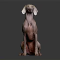 Light Brown Dog Sitting On Dark Background With Short Coat And Droopy Ears Looking Up