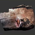 Vibrant Pink Mushroom Growing on a Piece of Weathered Wood with Natural Texture