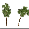Two Arbor Trees Isolated On White Background With Brown Trunks And Lush Green Foliage