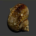 Natural Organ and Hair Like Features on Brown Spiral Snail Shell