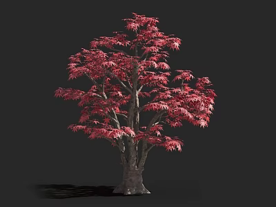 Red Leaf Arbor With Vibrant Red Foliage And Strong Trunk In Isolated Black Background 3d model