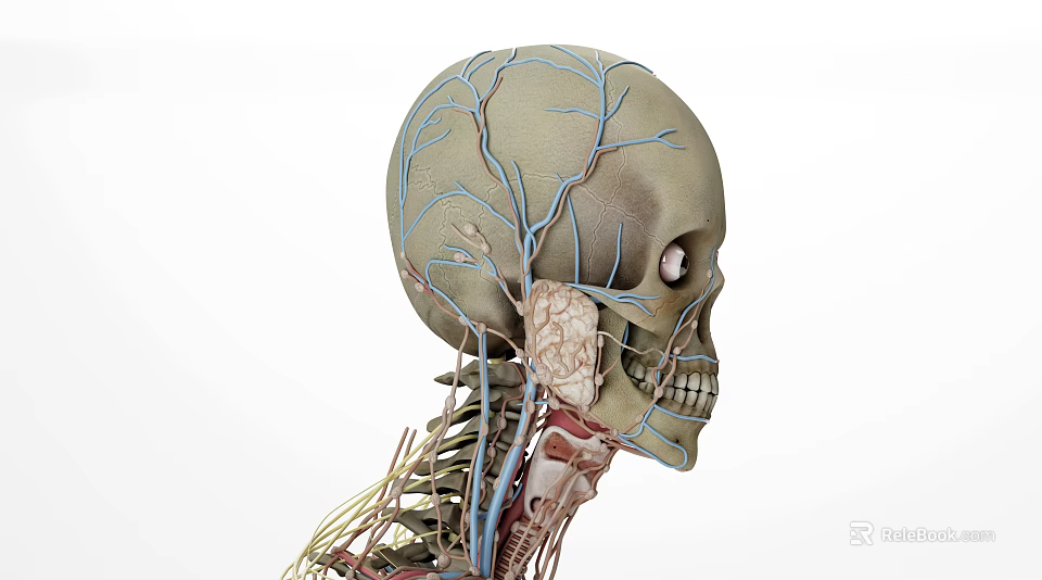 Medical Device Anatomical Skull Model With Vascular And Neural Structures For Educational Visualization 3d model 