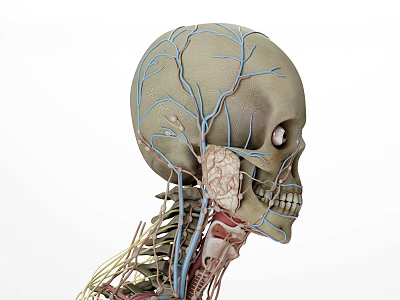 Medical Device Anatomical Skull Model With Vascular And Neural Structures For Educational Visualization 3d model