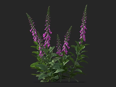 Beautiful Purple Foxglove Flowers With Tall Stems And Green Leaves 3d model