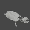Anatomical Turtle Skeleton Display With Detailed Carapace On Green Geometric Background