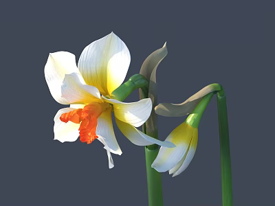 Daffodil Flowers with White Petals Yellow and Orange Center and Green Stems on Gray Background 3d model