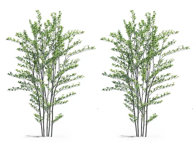 Two Lush Green Arbor Trees With Multiple Slender Trunks And Foliage 3d model