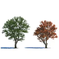 Two Lush Arbor Trees With Green And Vibrant Orange Red Leaves