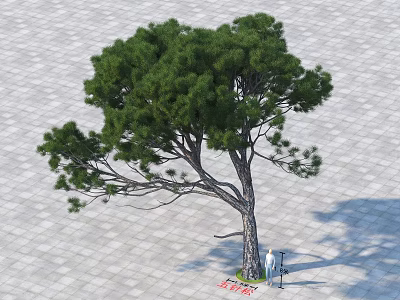 Tall Pine Tree with Lush Green Foliage Thick Trunk on Paved Ground Beside Person Ancient Sign 3d model