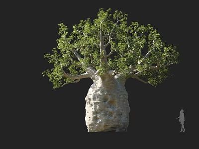 Modern Australian Gregory Baobab Tree Australian Wine Bottle Tree Wine Bottle Tree Tartar Tree Frost Dead Mouse Tree Wax Gourd Tree Sour Gourd Prison Baobab Tree 3d model