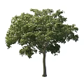 Road Greening Tree 3d model