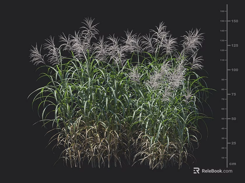 Tall Ornamental Miscanthus Sinensis Grass With Green Leaves And White Feathery Plumes 3d model 