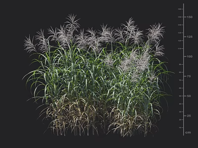Tall Ornamental Miscanthus Sinensis Grass With Green Leaves And White Feathery Plumes 3d model