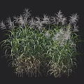 Tall Ornamental Miscanthus Sinensis Grass With Green Leaves And White Feathery Plumes