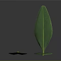 Green Plant Leaves With Elongated Shape And Grid Pattern On Dark Reflective Surface 3d model
