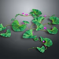 Green Trailing Vine Plant with Large Leaves and Purple Flowers Growing on Dark Background