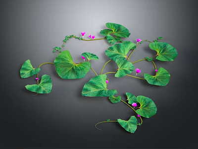 Green Trailing Vine Plant with Large Leaves and Purple Flowers Growing on Dark Background 3d model