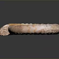 Chi chrysanthemum stone ancient fossil stone chrysanthemum fossil items 3d model