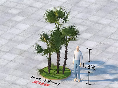 Tall Palm Trees 3.3 Meters Height With Person On Paved Ground And Grass Circle 3d model