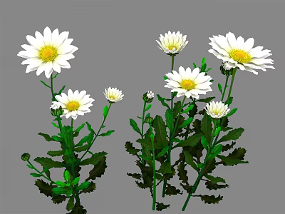 Fresh White Daisies in Vase with Green Stems and Lush Leaves 3d model