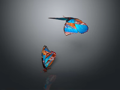 Two Vibrant Blue And Orange Butterflies Flying On Gray Background 3d model