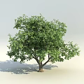 Lush Green Arbor With Dense Foliage And Strong Trunk In Bright Light