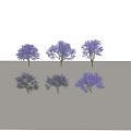 Various Ornamental Trees with Purple and Green Foliage in Rendered Forms