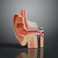 Detailed Ear Anatomy Model With Cross Section Showing Internal Structures And Parts