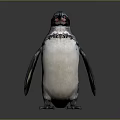 Standing Penguin With Black And White Feathers Red Facial Markings Against Gray Background