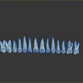 Dentist Examining Numbered Teeth Model With Sequential Numbers For Dental Education 3d model